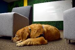 Staff members are encouraged to participate in bring-your-dog-to-work days several times a year