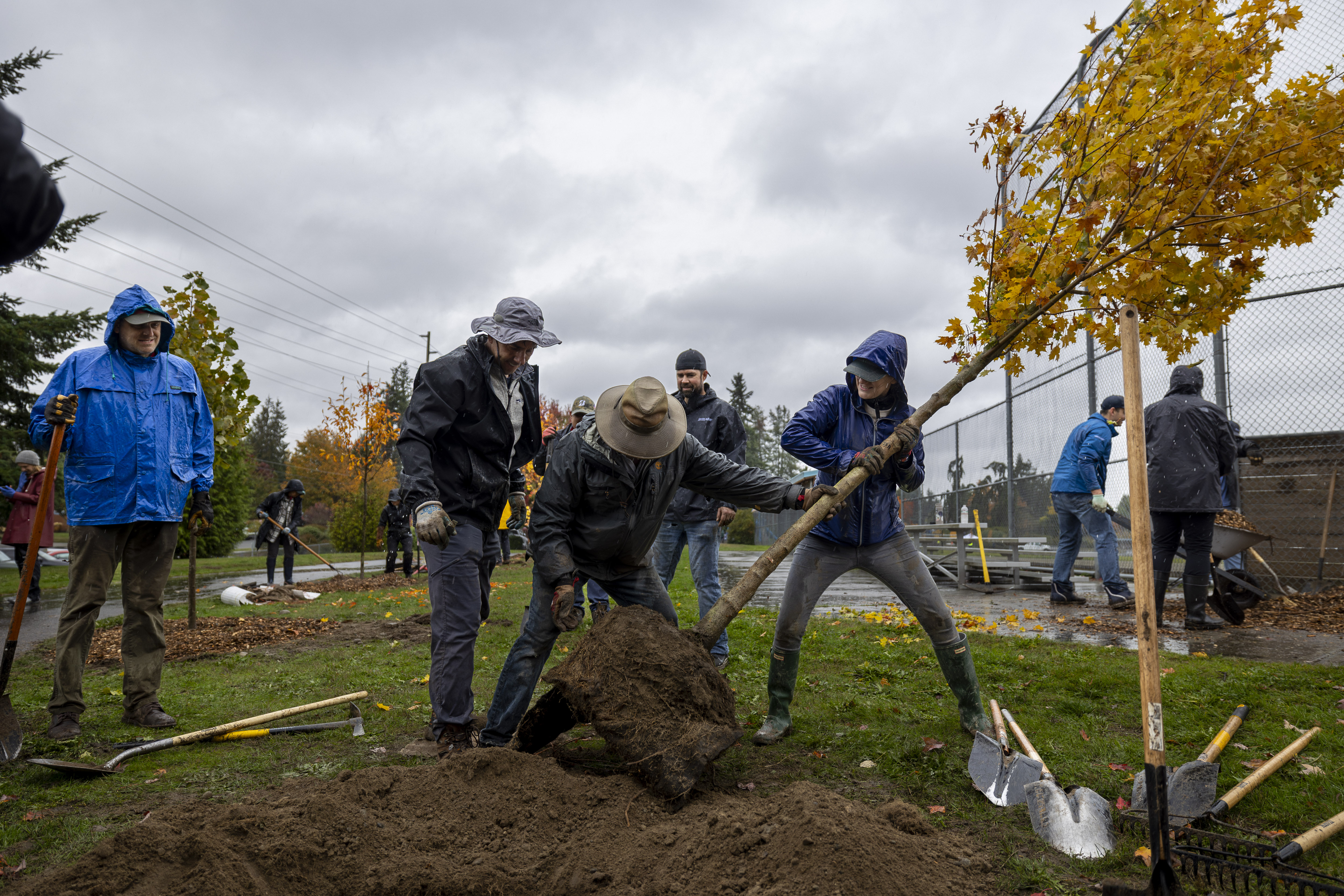 Members work together to plan a new tree in the rain.