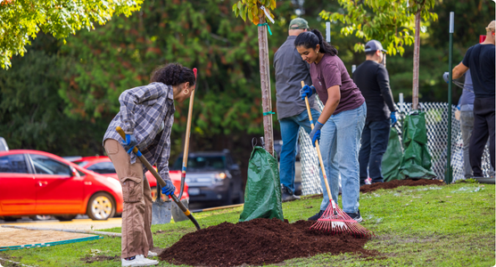 Two volunteers plant a tree.