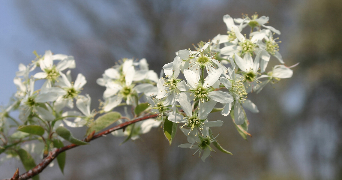 Amelanchier lamarkii – Juneberry tree