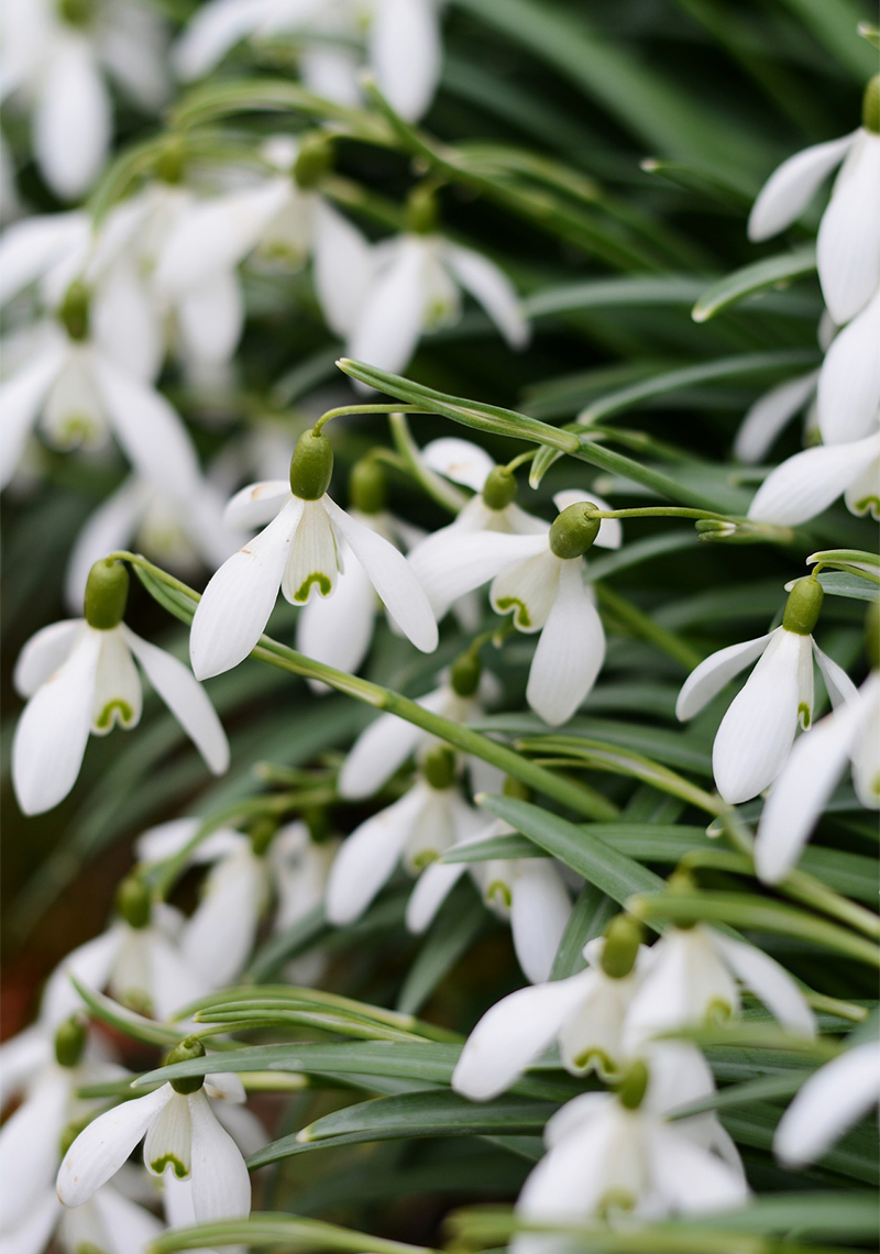 Galanthus – Snowdrops