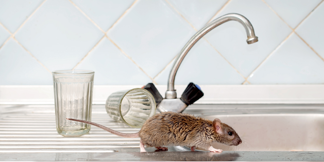 Rat runs across a kitchen counter