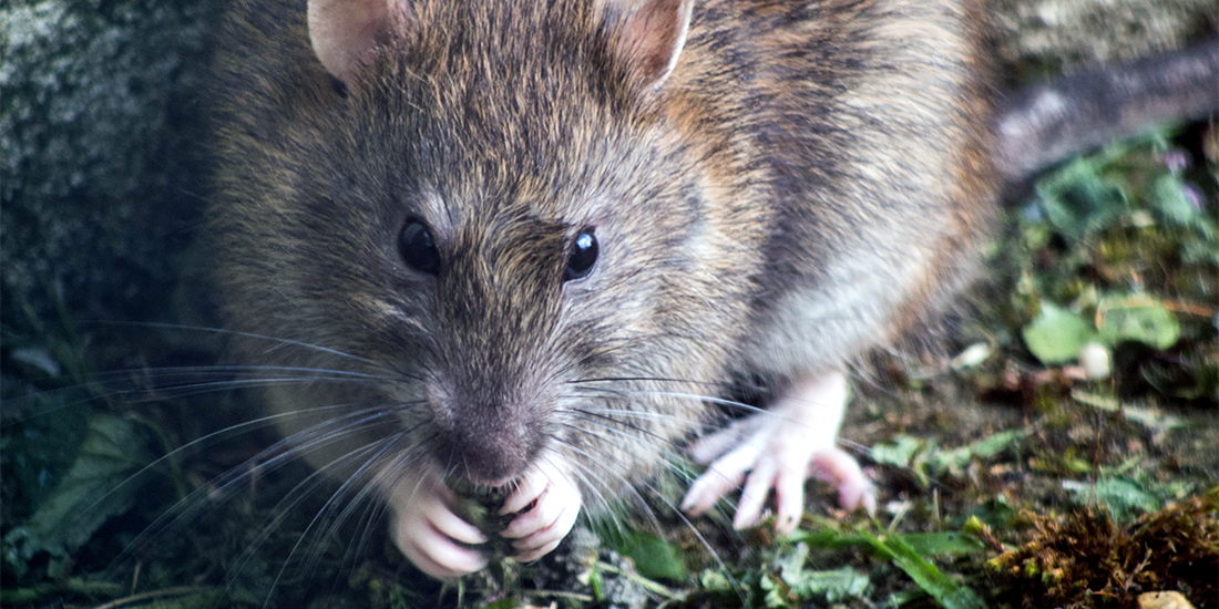 A closeup of a rat